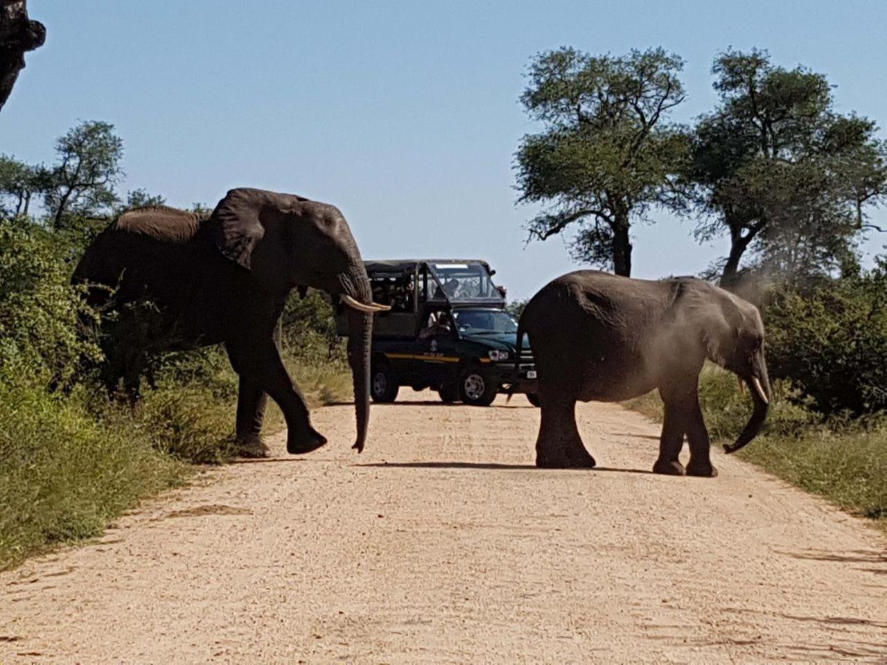 Ekhaya Bush Lodge Hoedspruit Exteriér fotografie